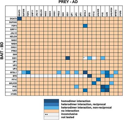 The Iron Deficiency-Regulated Small Protein Effector FEP3/IRON MAN1 Modulates Interaction of BRUTUS-LIKE1 With bHLH Subgroup IVc and POPEYE Transcription Factors